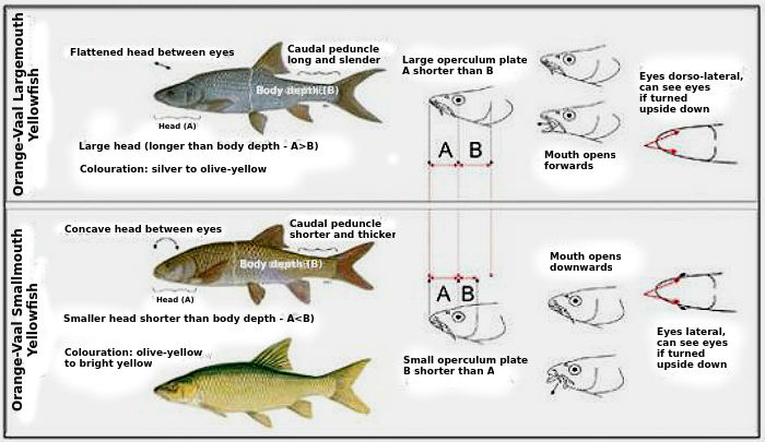 Largemouth vs smallmouth yellowfish comparison