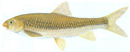 Incomati chiselmouth yellowfish (Labeobarbus nelspruitensis)