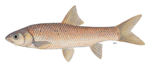 KwaZulu-Natal yellowfish (Labeobarbus natalensis)