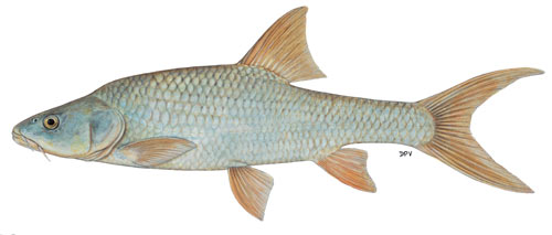 Largemouth yellowfish (Labeobarbus kimberleyensis)