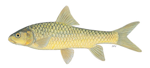 Lowveld largescale yellowfish (Labeobarbus marequensis)