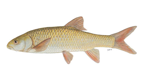 Smallmouth yellowfish (Labeobarbus aeneus)